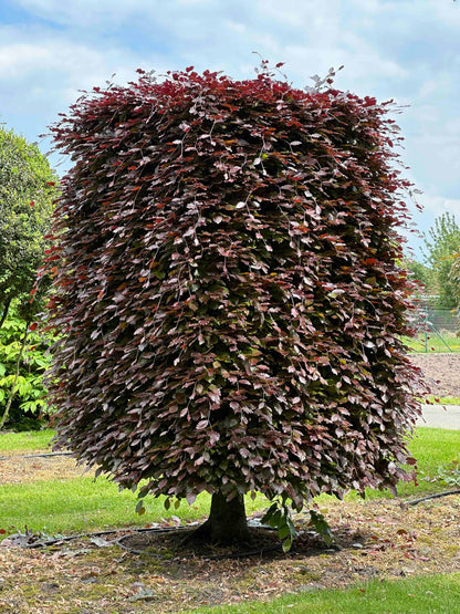 FSA TOPIARY #016