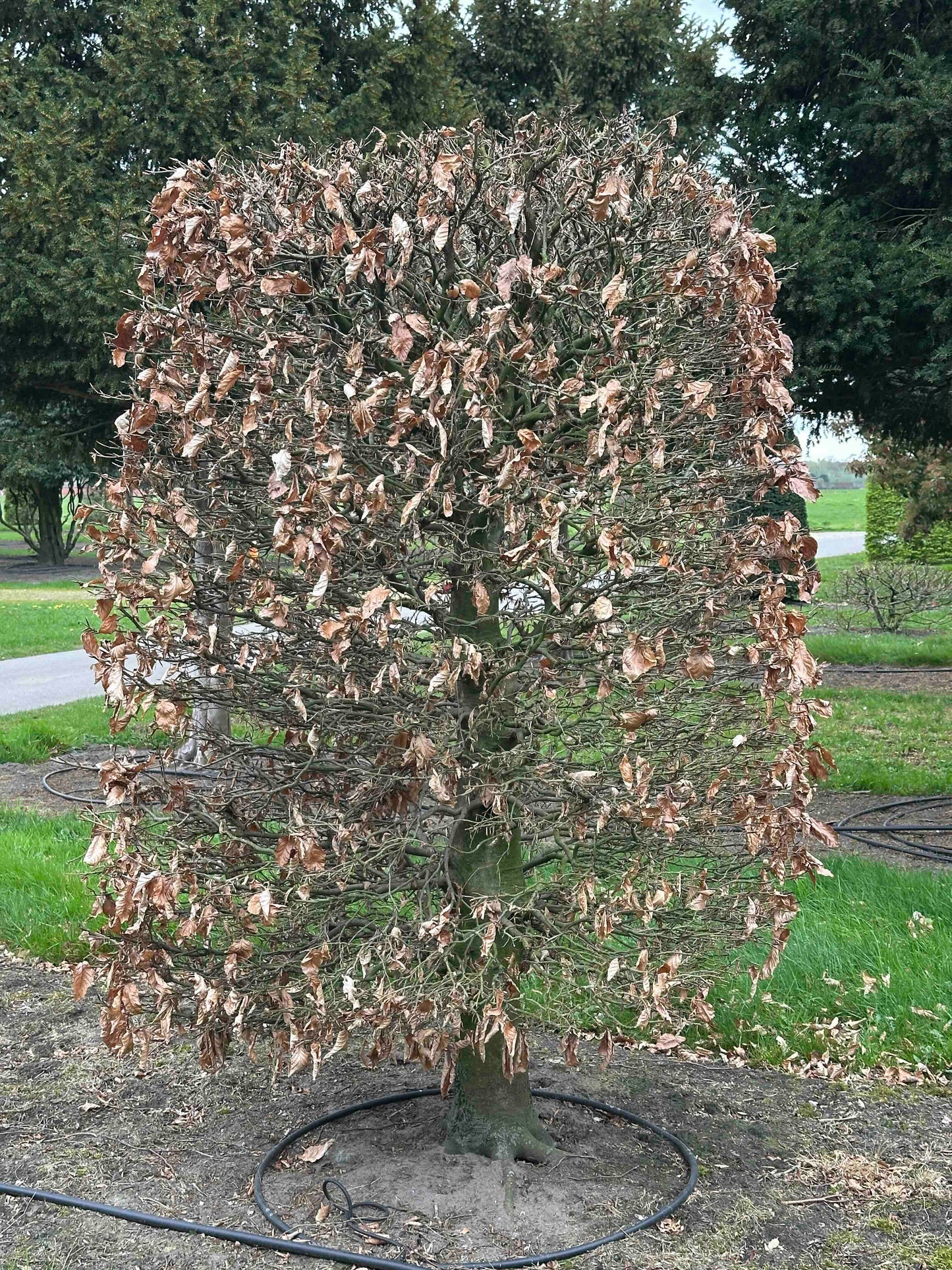 FSA TOPIARY #016
