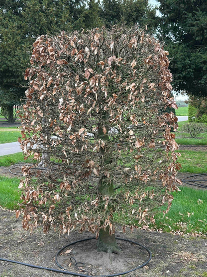 FSA TOPIARY #016