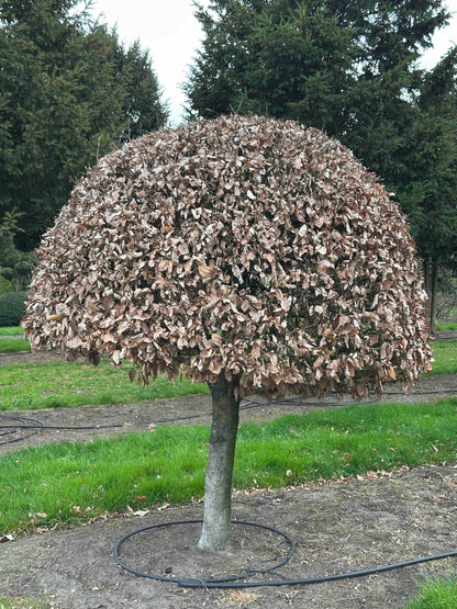FSA TOPIARY #017