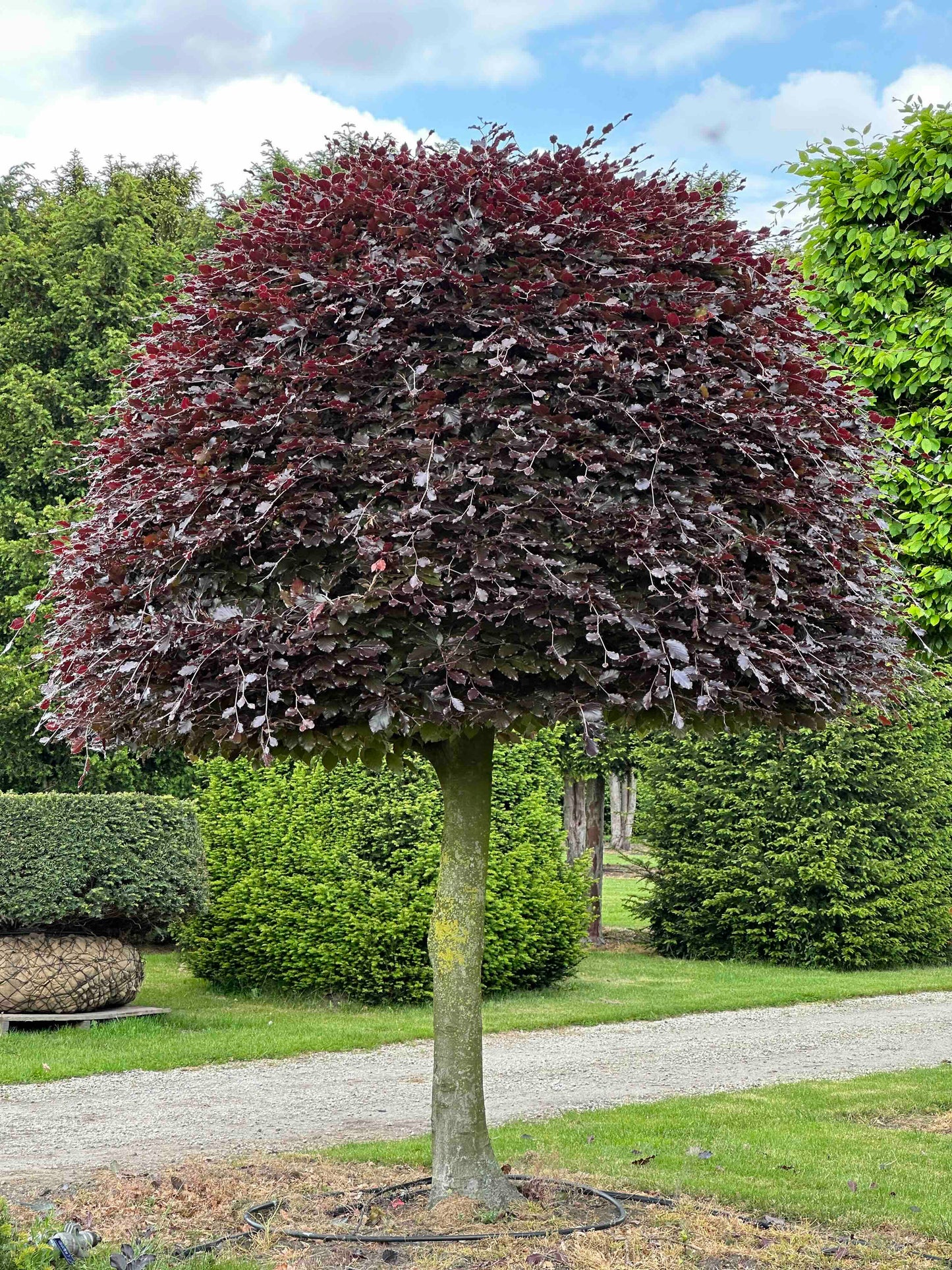 FSA TOPIARY #018