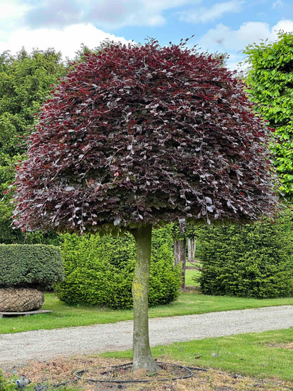 FSA TOPIARY #018