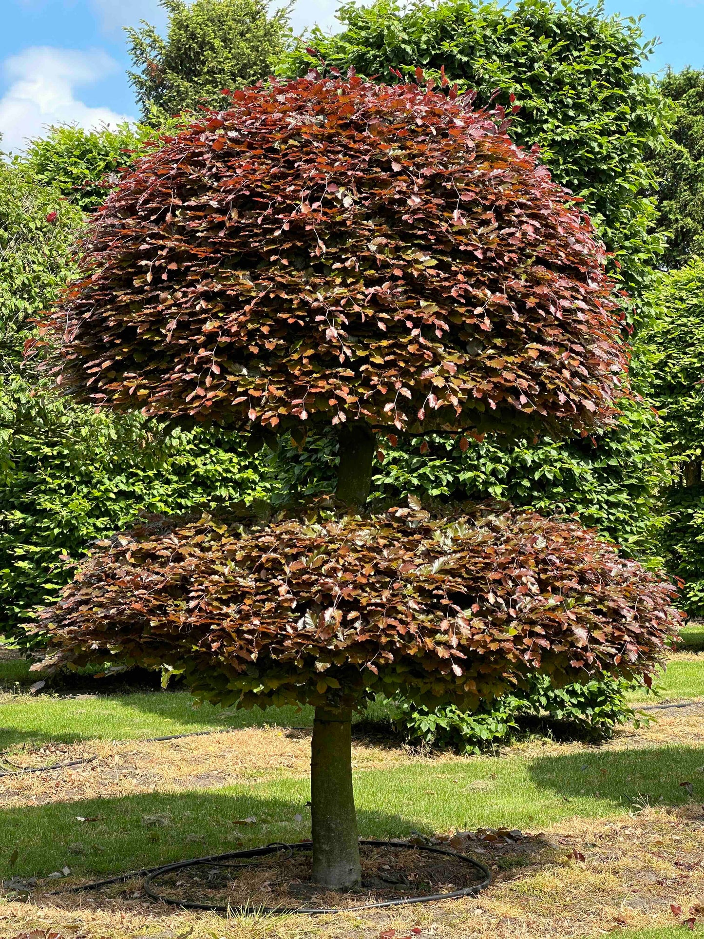 FSA TOPIARY #020