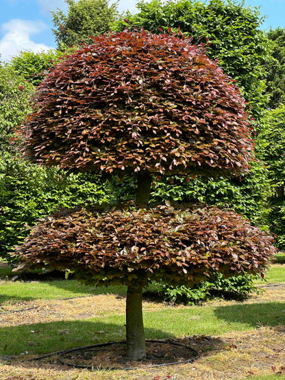 FSA TOPIARY #020