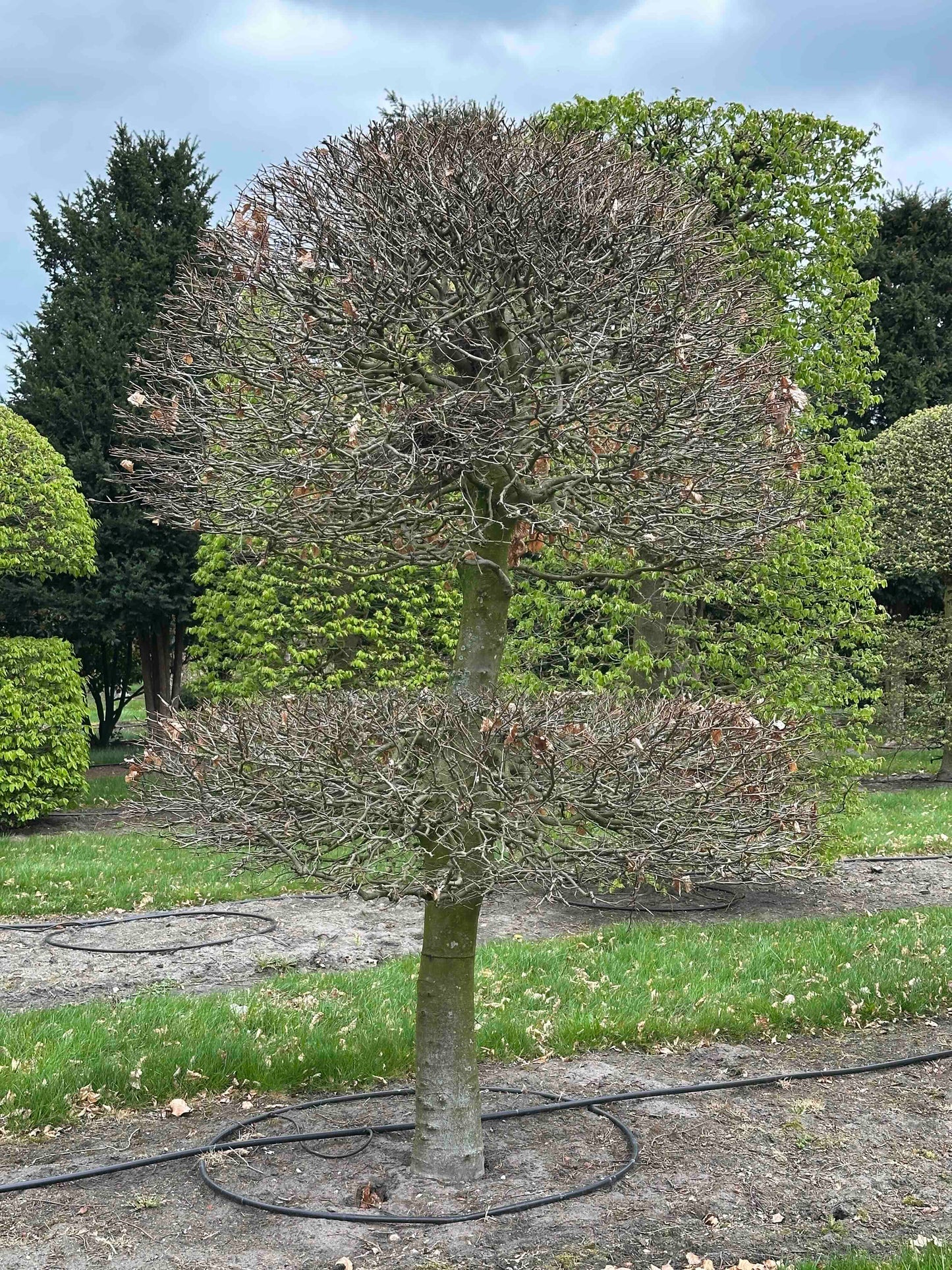 FSA TOPIARY #020