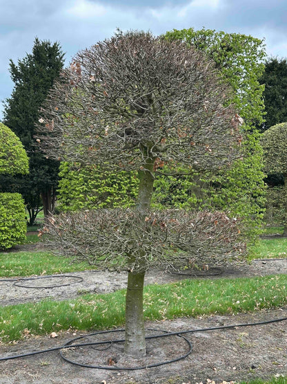 FSA TOPIARY #020