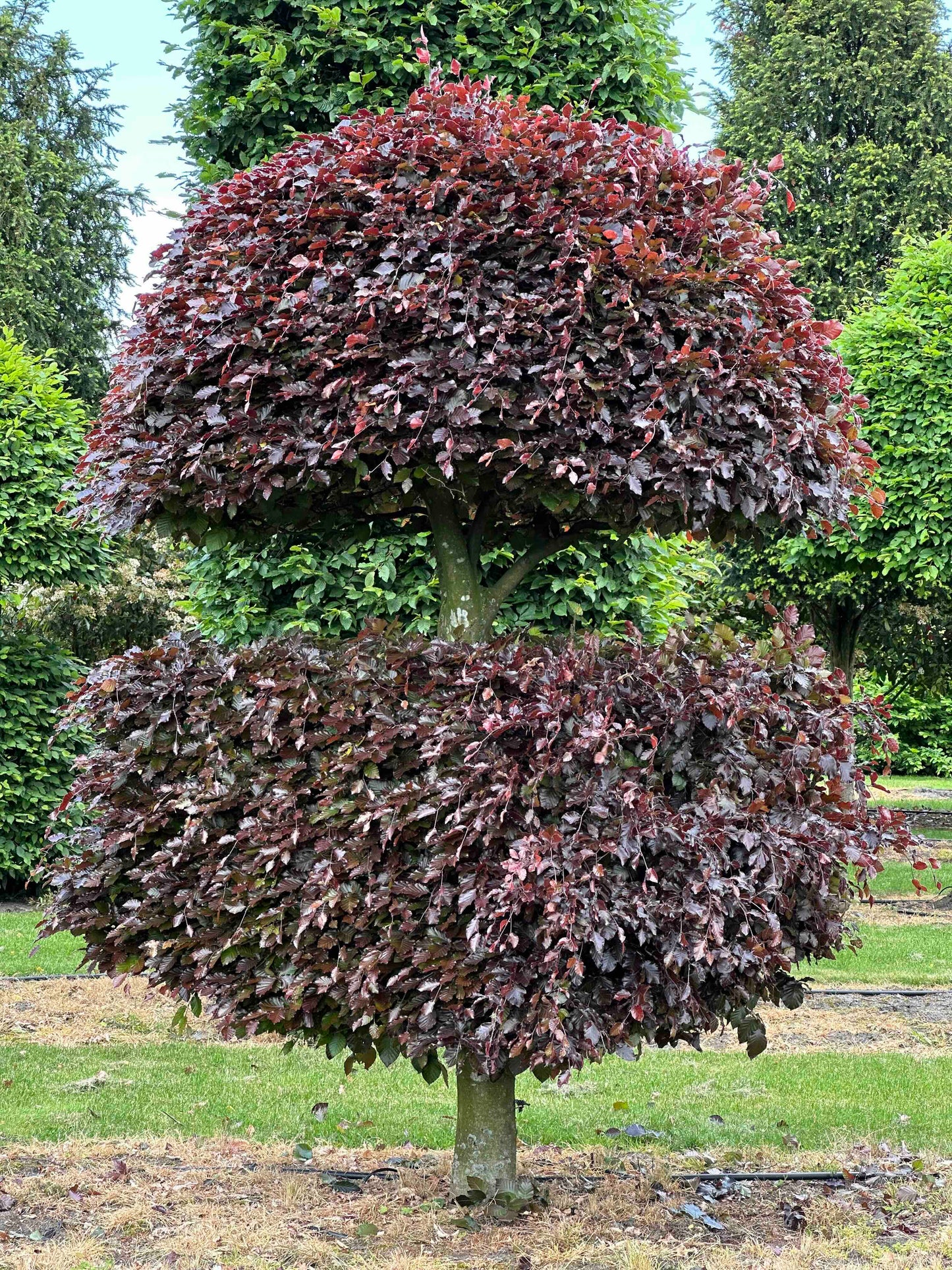 FSA TOPIARY #021
