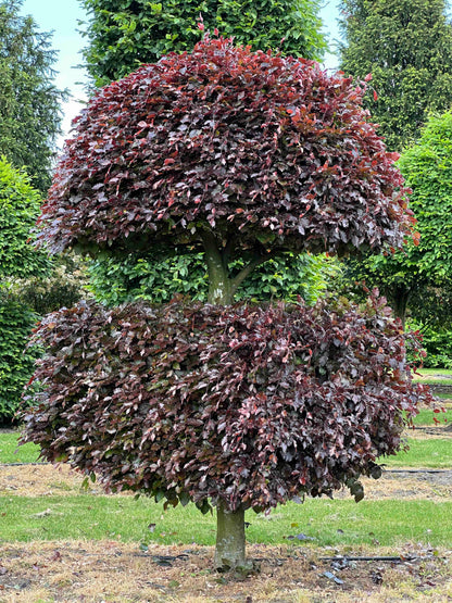 FSA TOPIARY #021