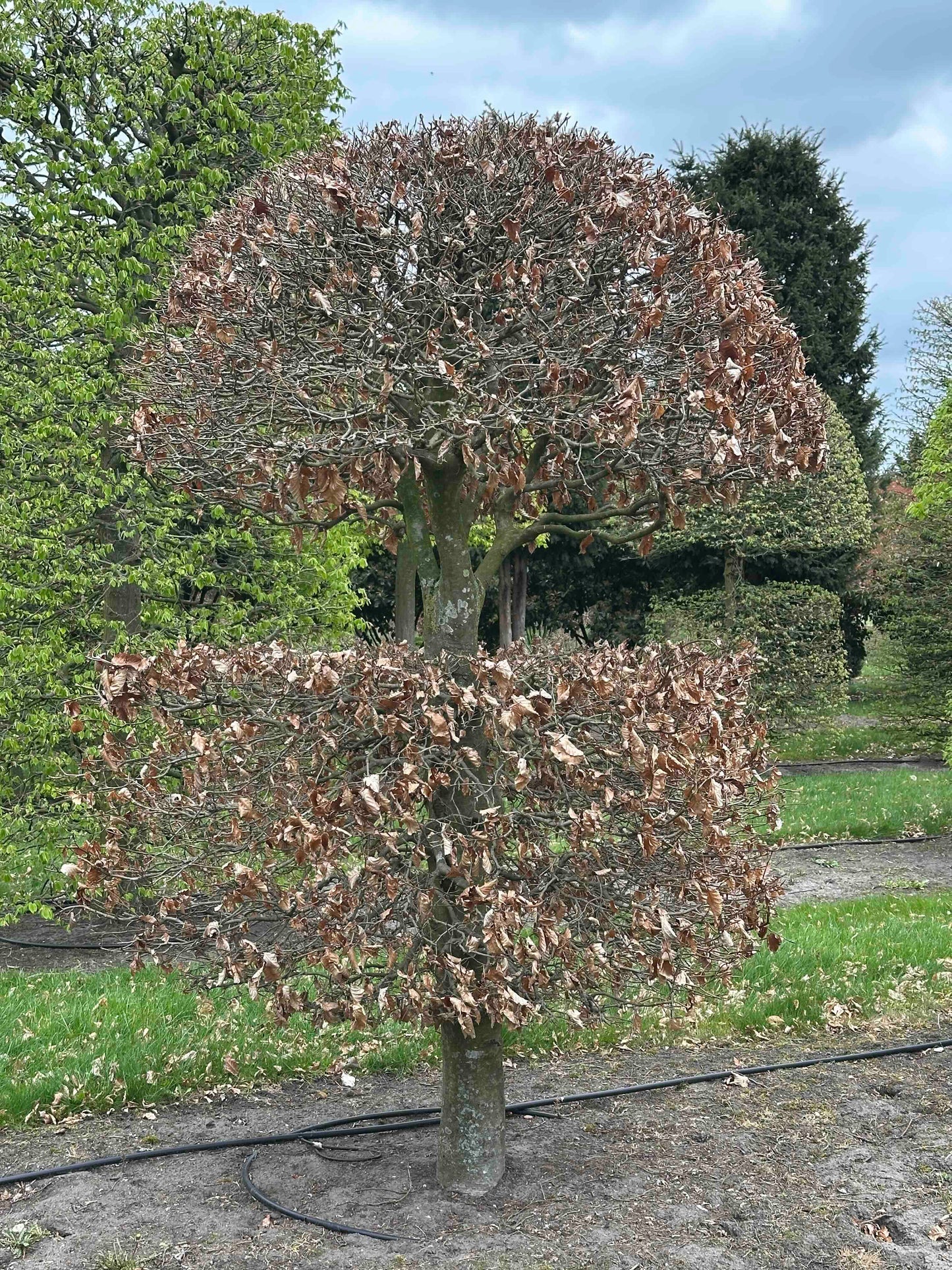 FSA TOPIARY #021