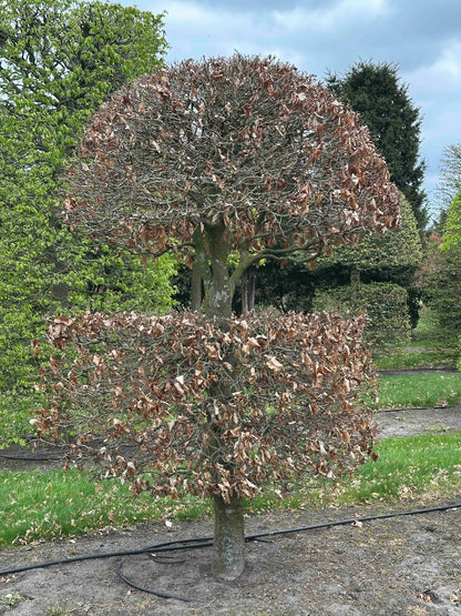 FSA TOPIARY #021