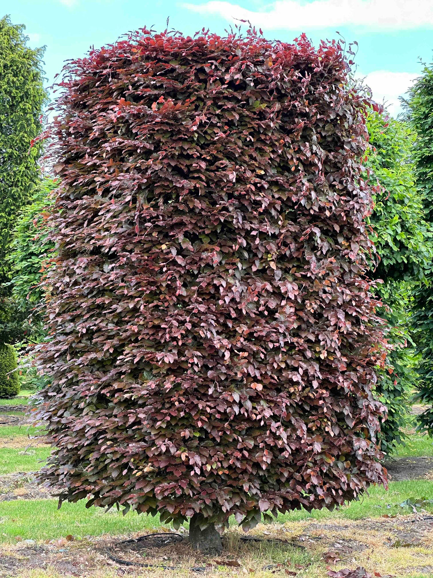 FSA TOPIARY #022