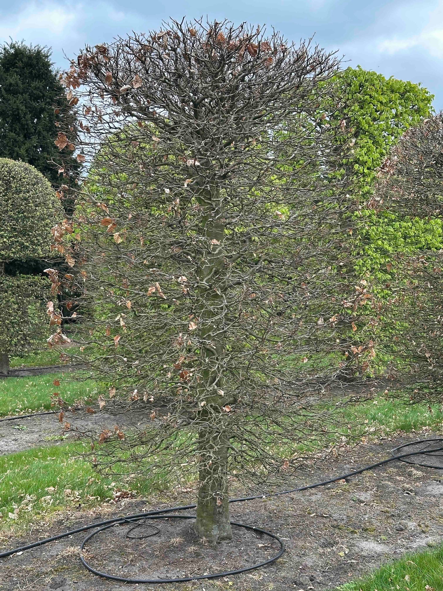FSA TOPIARY #022