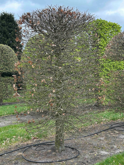 FSA TOPIARY #022