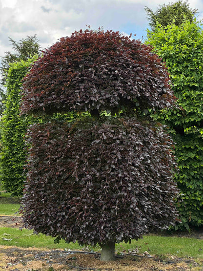 FSA TOPIARY #023