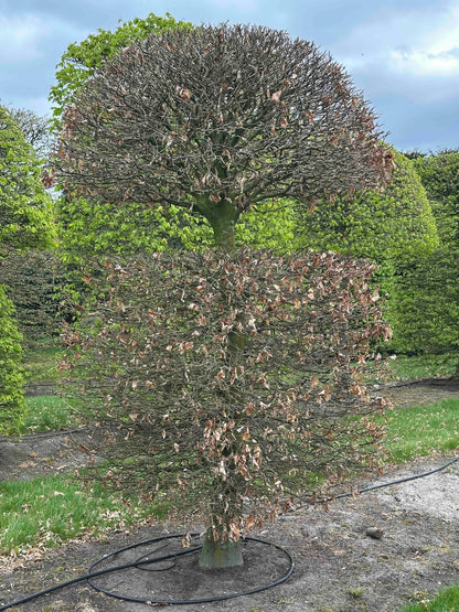 FSA TOPIARY #023