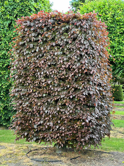 FSA TOPIARY #025