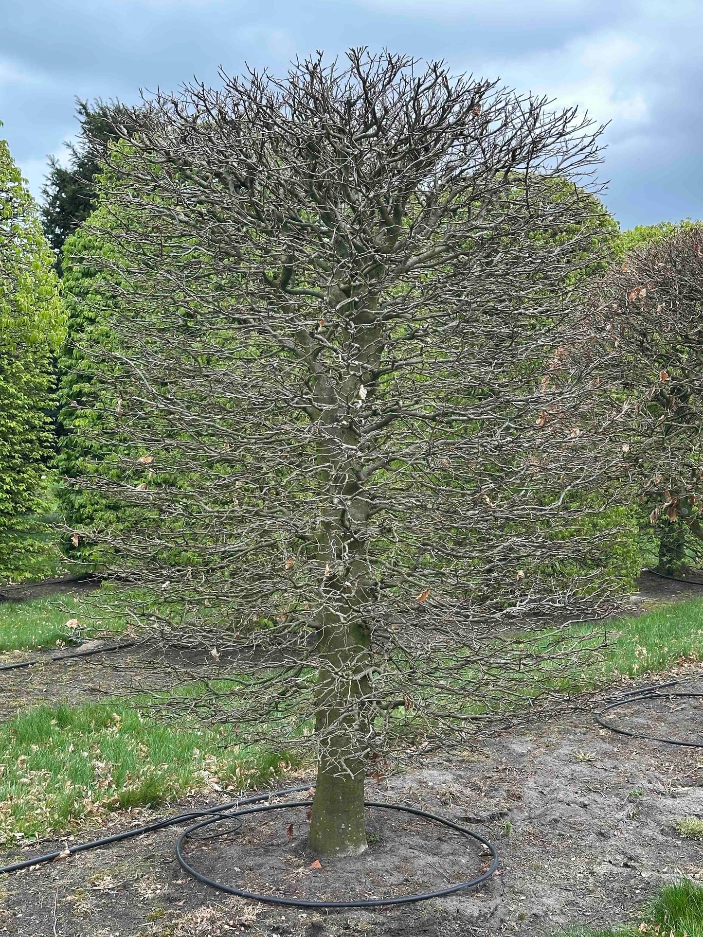 FSA TOPIARY #025