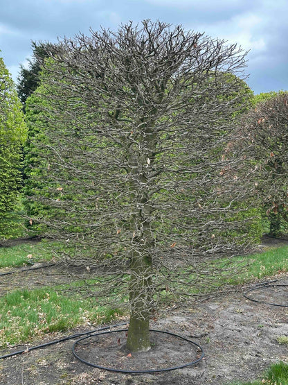 FSA TOPIARY #025