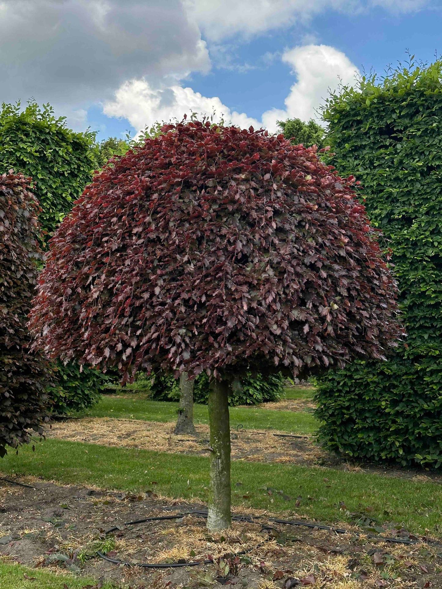 FSA TOPIARY #026