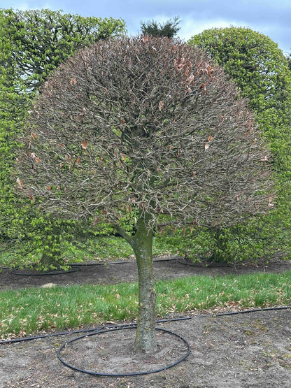 FSA TOPIARY #026