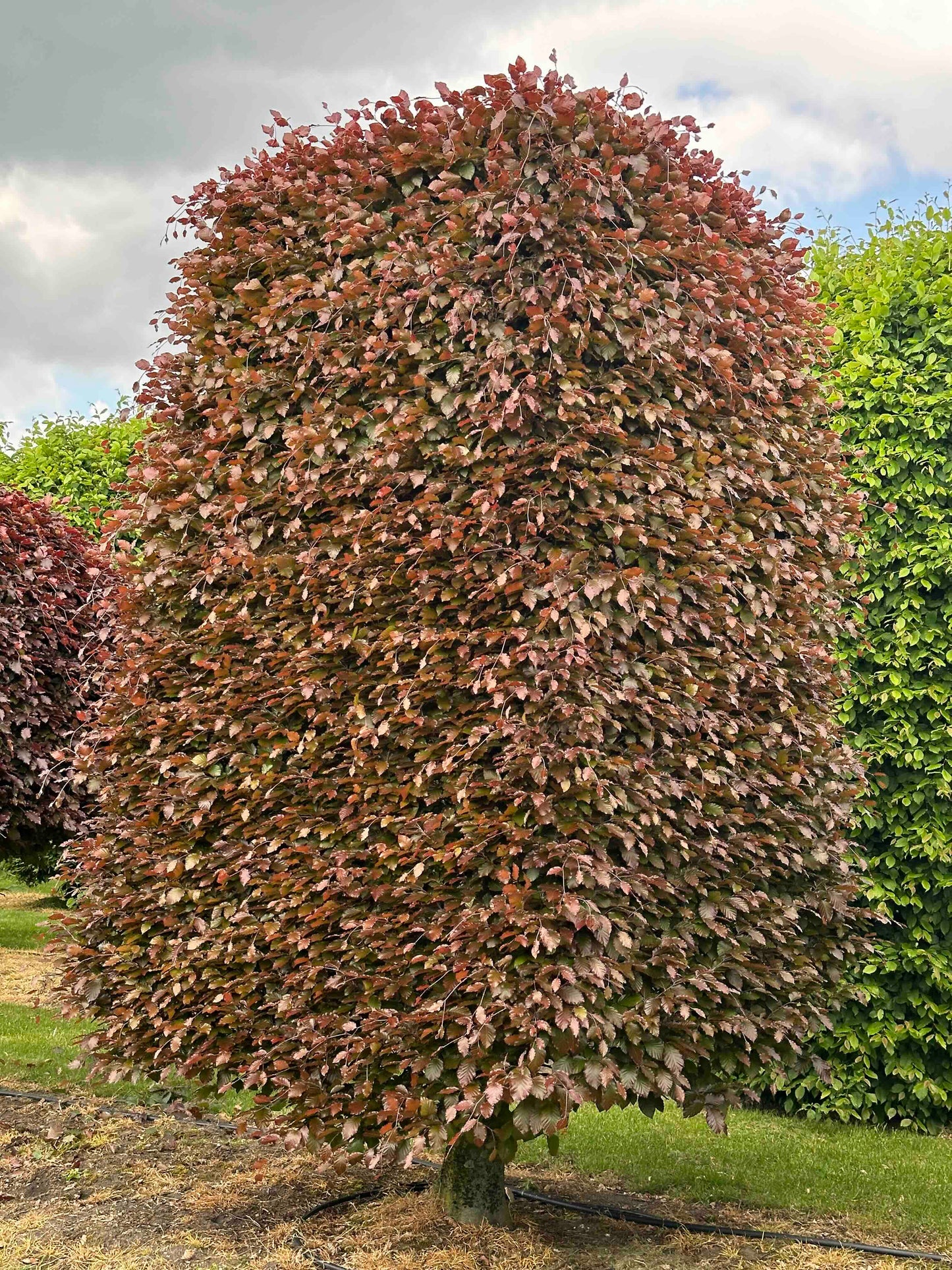 FSA TOPIARY #027