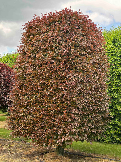 FSA TOPIARY #027