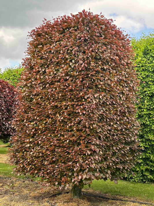 FSA TOPIARY #027