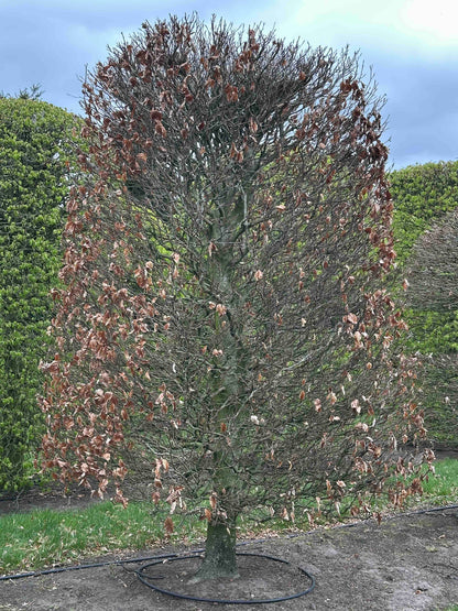 FSA TOPIARY #027