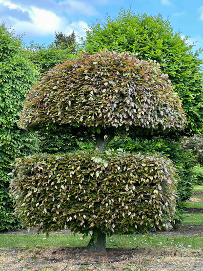 FSA TOPIARY #028