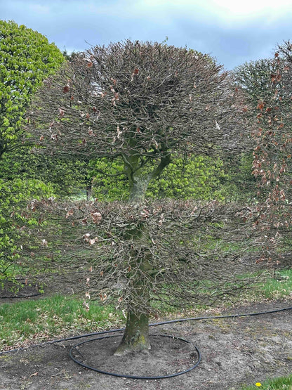 FSA TOPIARY #028