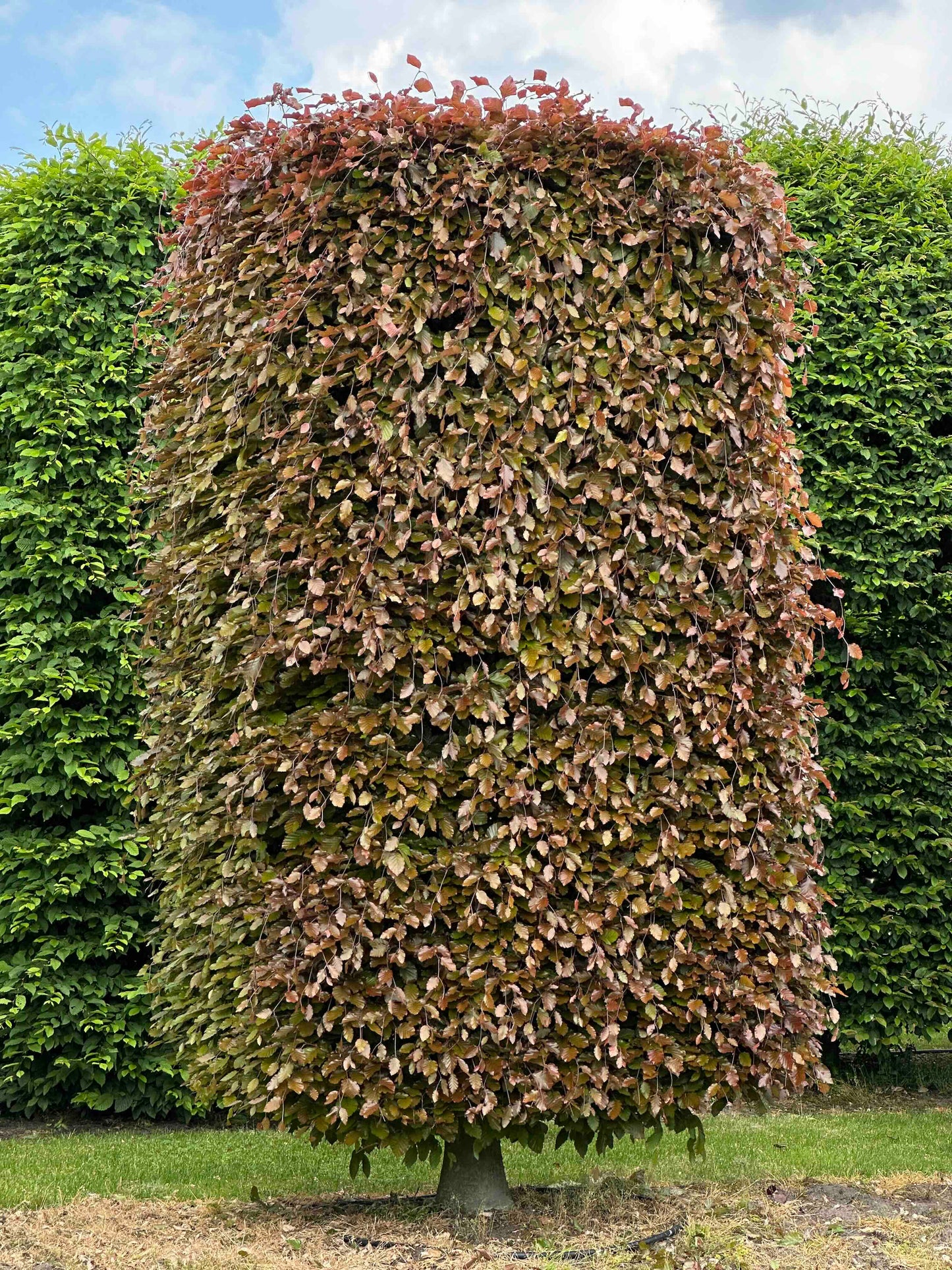 FSA TOPIARY #029