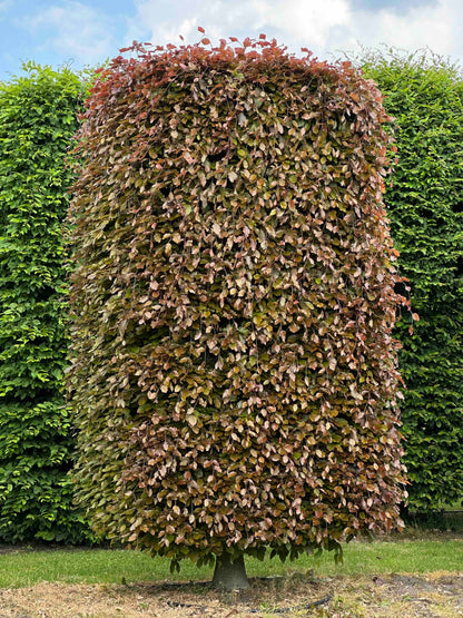 FSA TOPIARY #029