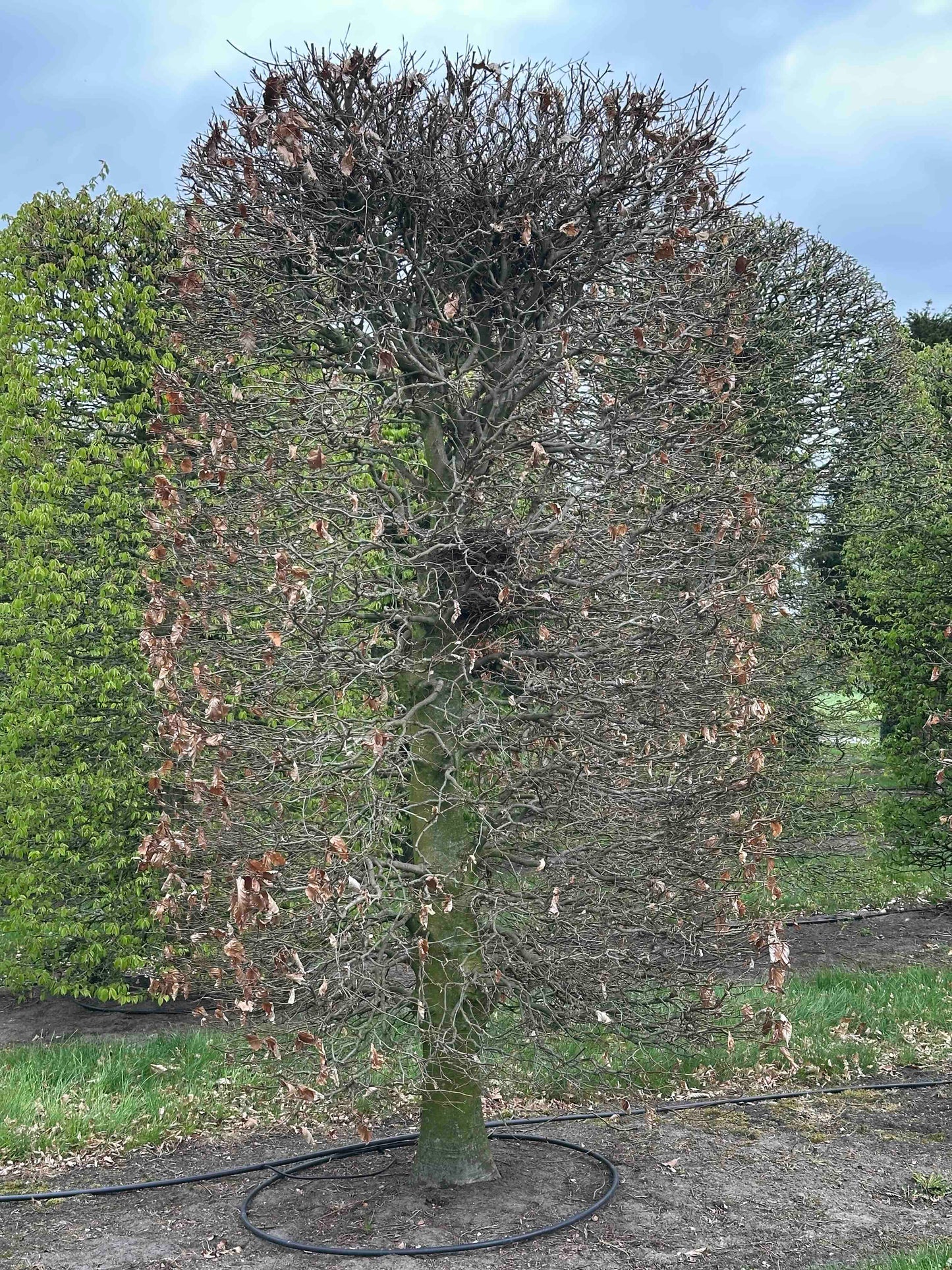 FSA TOPIARY #029