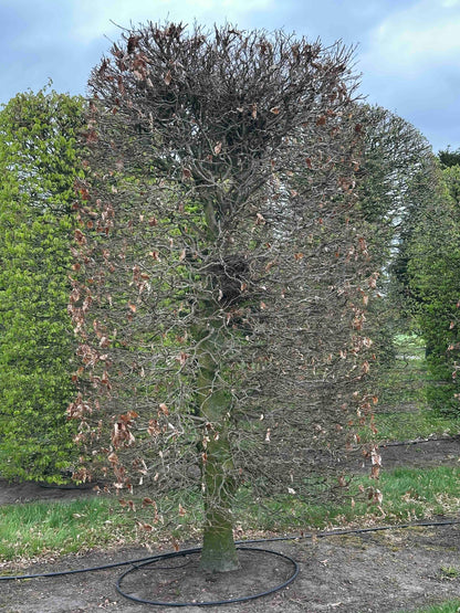 FSA TOPIARY #029