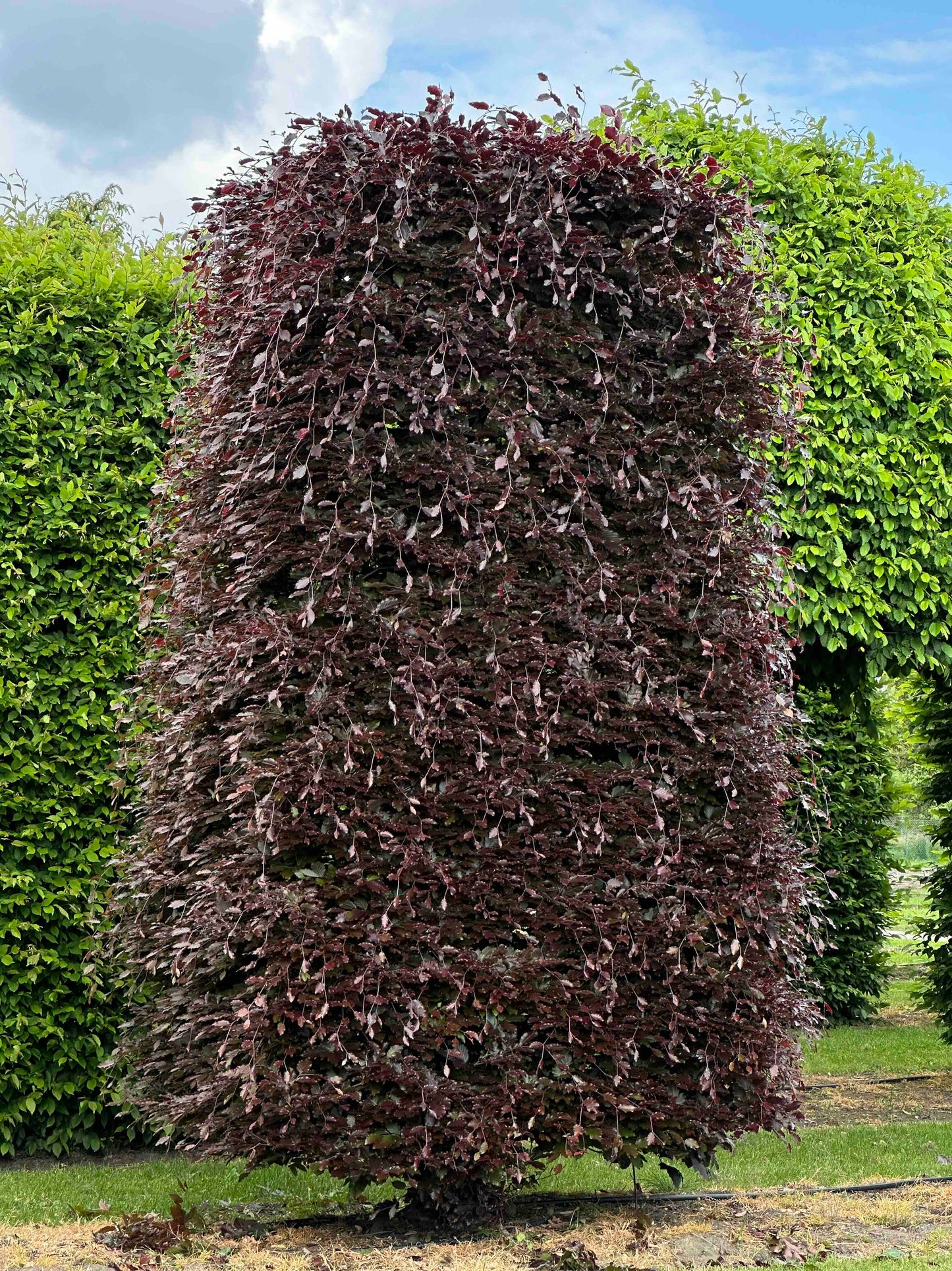 FSA TOPIARY #031