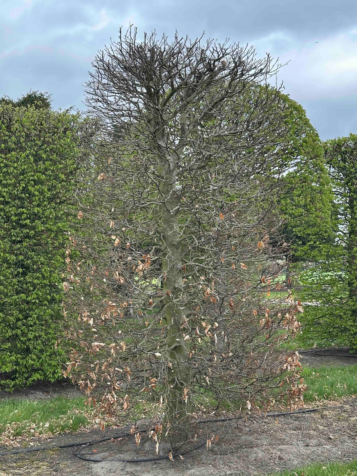 FSA TOPIARY #031