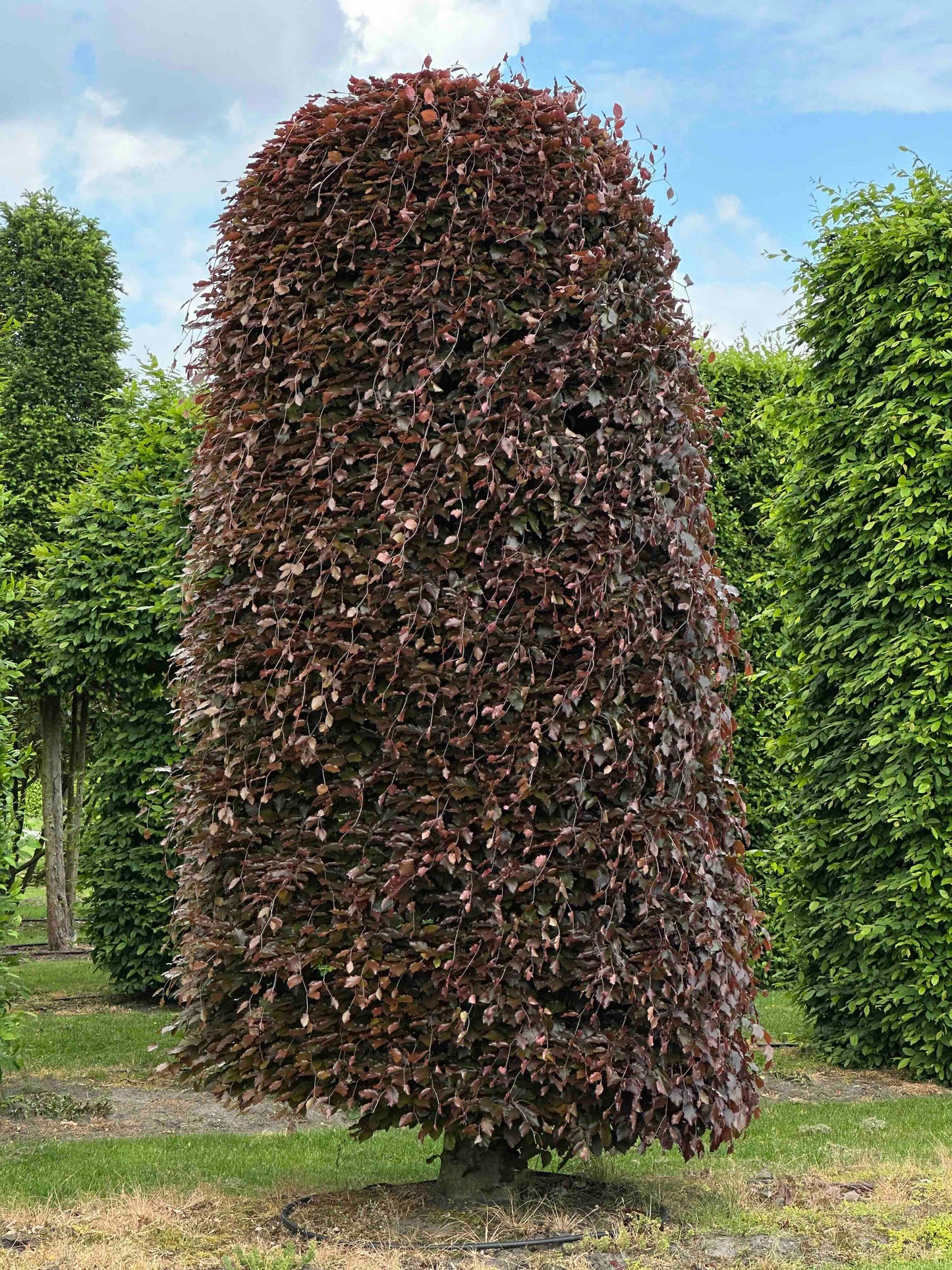 FSA TOPIARY #033