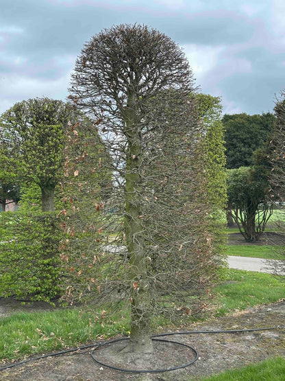 FSA TOPIARY #033