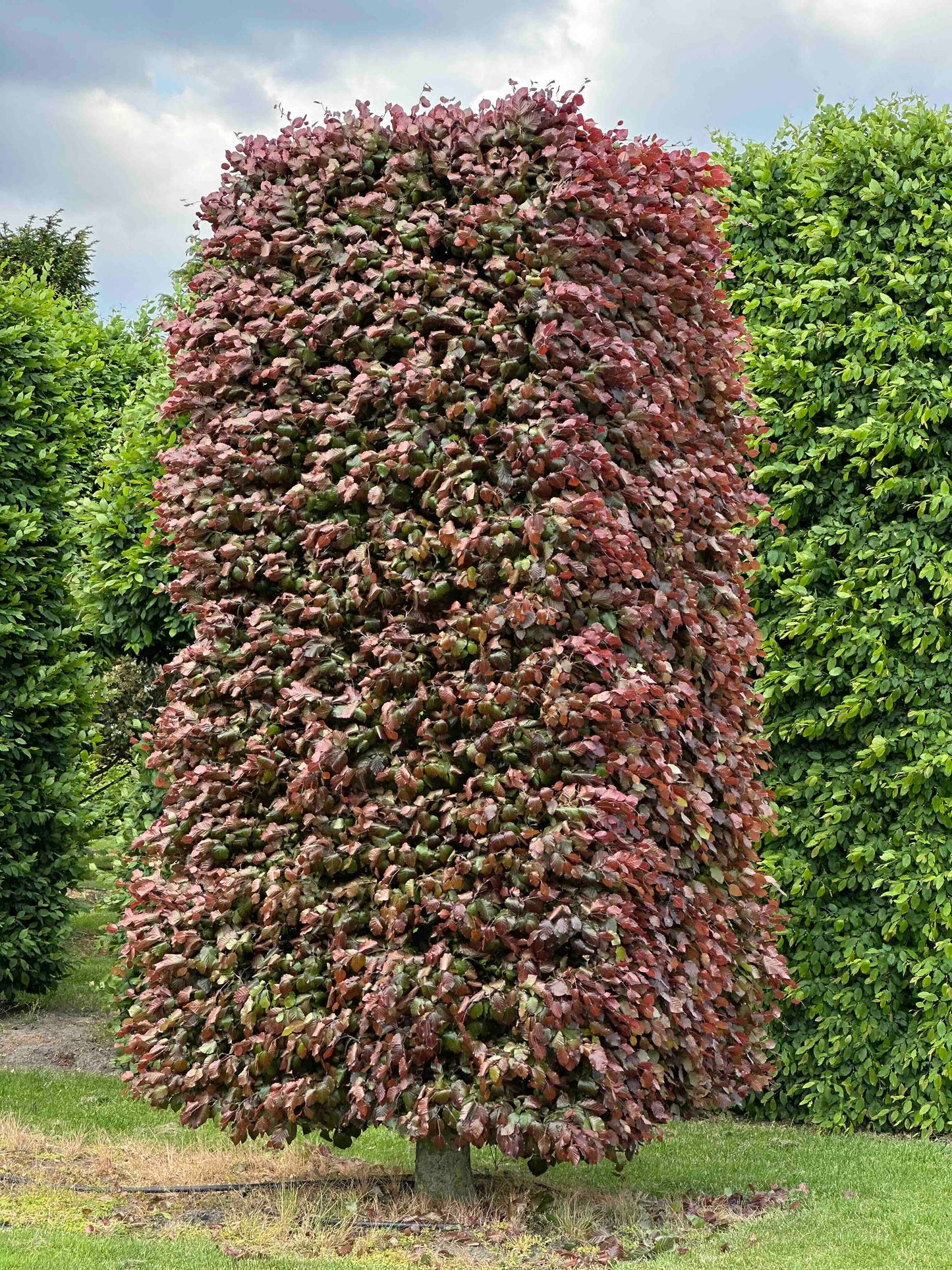 FSA TOPIARY #034