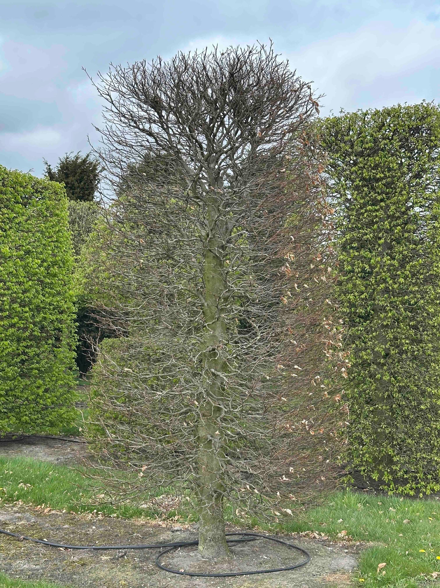 FSA TOPIARY #034