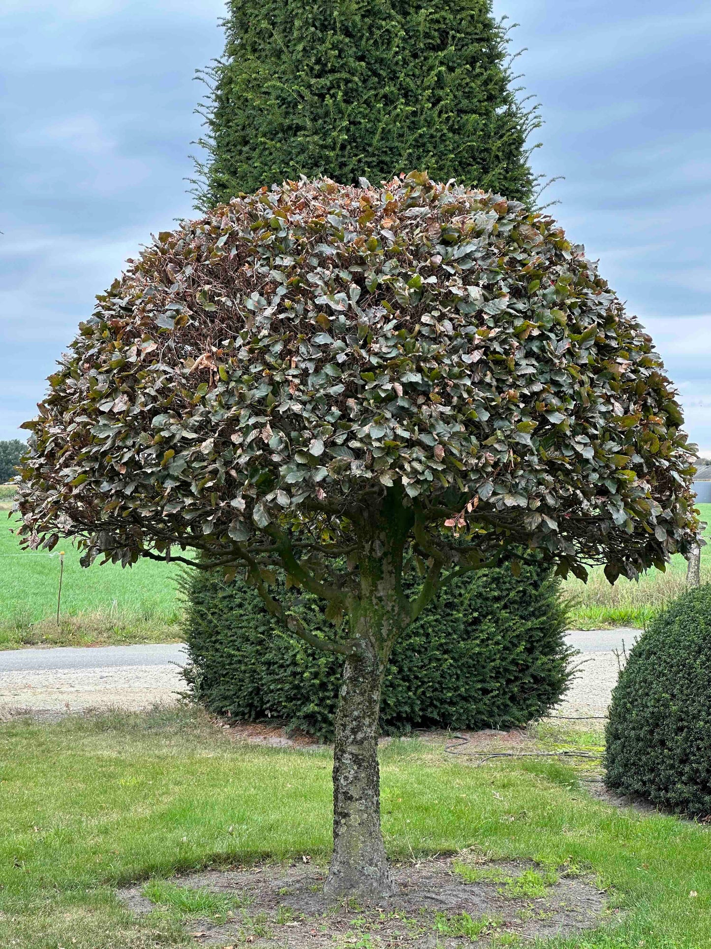 FSA TOPIARY #036