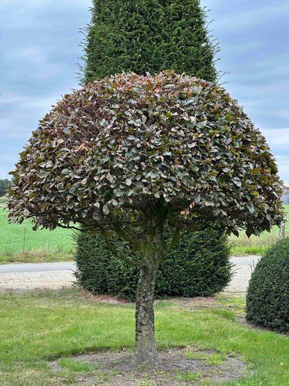 FSA TOPIARY #036