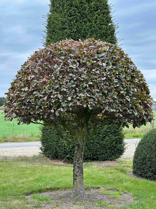 FSA TOPIARY #036