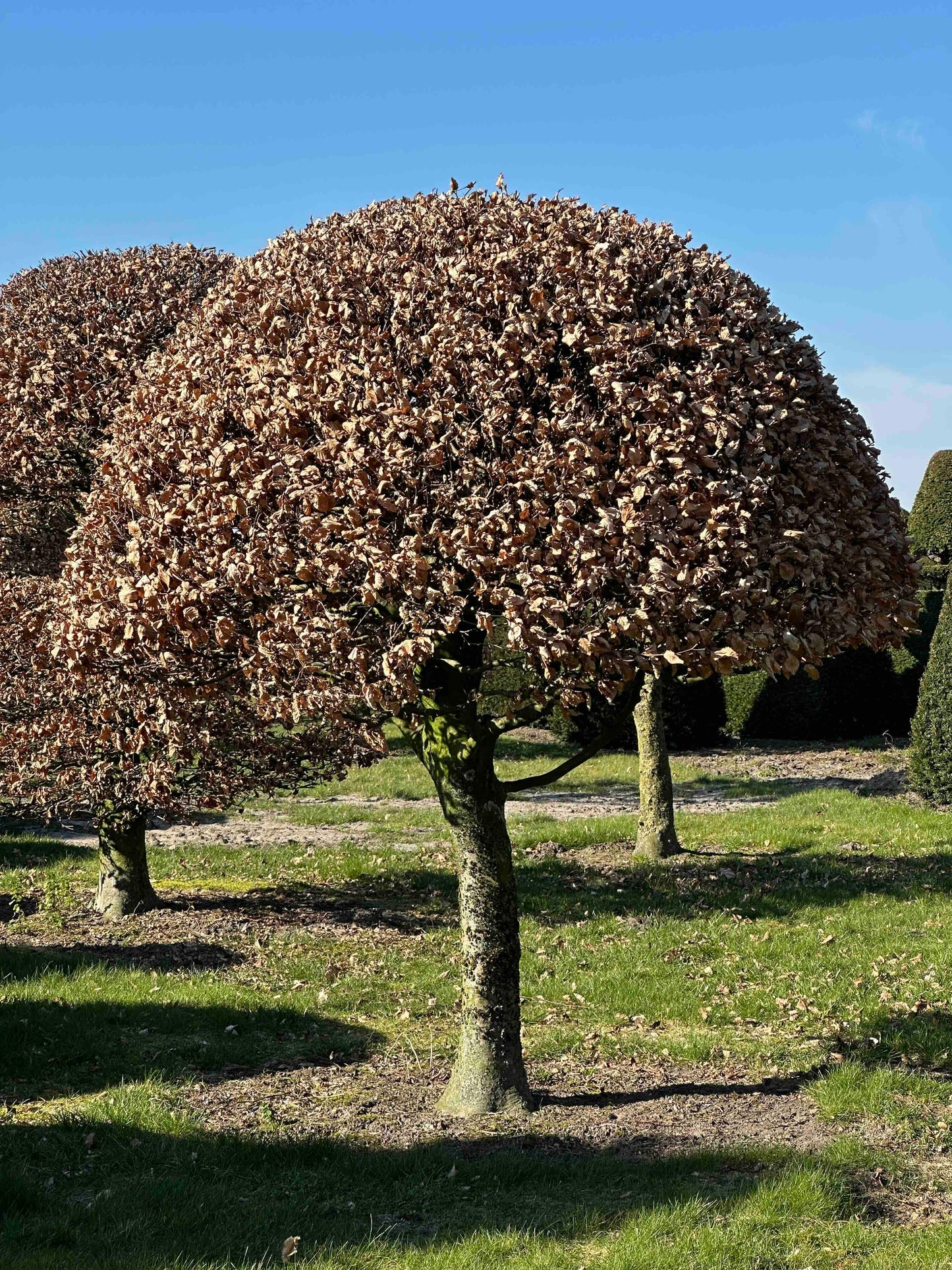 FSA TOPIARY #036