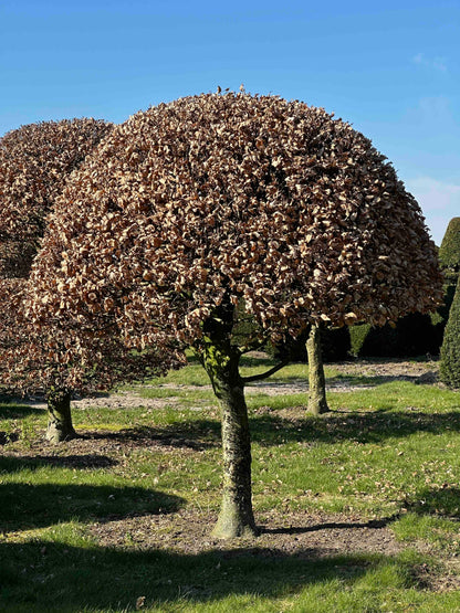 FSA TOPIARY #036