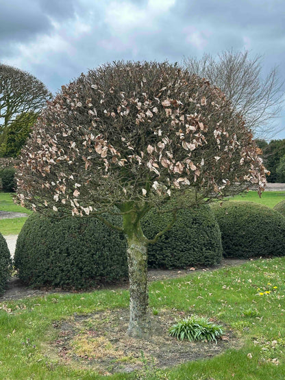 FSA TOPIARY #036