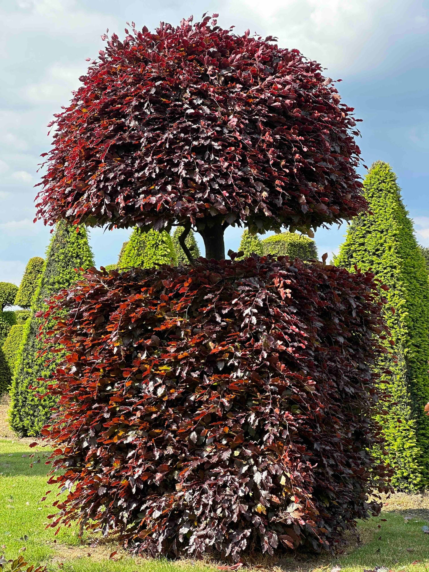 FSA TOPIARY #037
