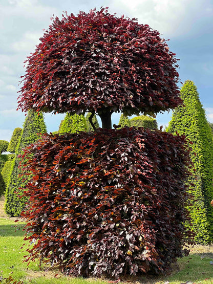 FSA TOPIARY #037