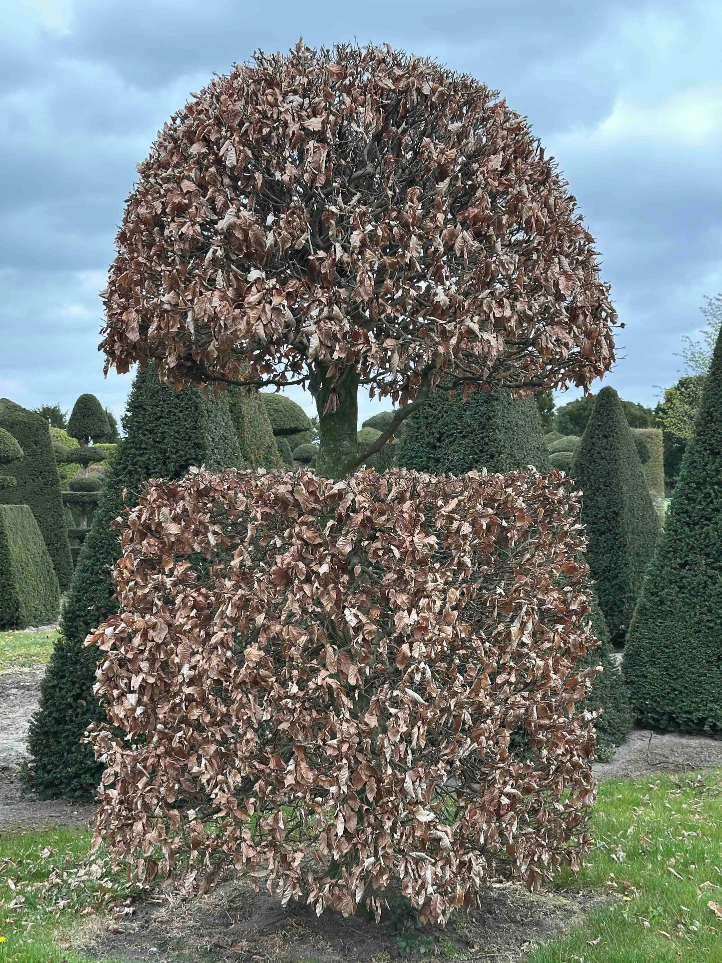 FSA TOPIARY #037