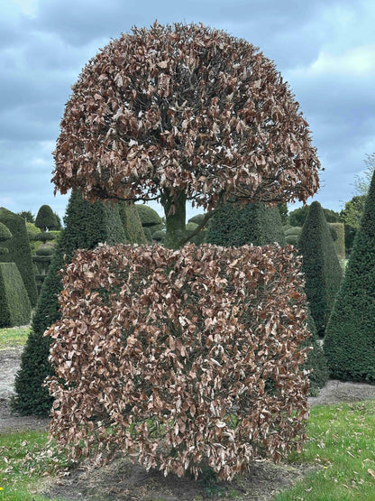 FSA TOPIARY #037